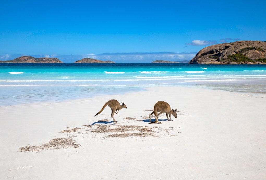 Kangaroos on a beach
